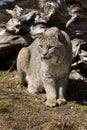 Bobcat IV Royalty Free Stock Photo