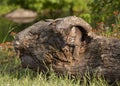 Bobcat Kitten Coming Out of a Hollow Log