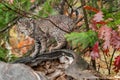 Bobcat Kitten Looks Right from Atop Log Royalty Free Stock Photo