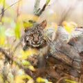 Bobcat Kitten (Lynx rufus) Hides
