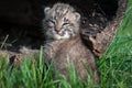 Bobcat Kitten Lynx rufus Looks Back From Log