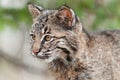 Bobcat Kitten (Lynx rufus) Looks Left