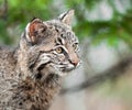 Bobcat Kitten (Lynx rufus) Looks Right Closeup