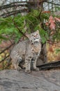 Bobcat Kitten (Lynx rufus) Looks Up from Atop Log Royalty Free Stock Photo