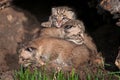 Bobcat Kitten (Lynx rufus) Pile Royalty Free Stock Photo