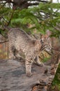 Bobcat Kitten (Lynx rufus) Prepares to Pounce