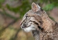 Bobcat Kitten (Lynx rufus) Profile Royalty Free Stock Photo