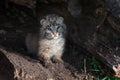 Bobcat Kitten Lynx rufus Sits Alone in Log