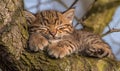 Sleeping Baby Tiger in Tree Branch Royalty Free Stock Photo
