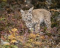 Bobcat kitten in Fall colors in Montana Royalty Free Stock Photo