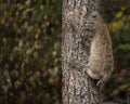 Bobcat kitten in Fall colors in Montana Royalty Free Stock Photo