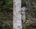 Bobcat kitten in Fall colors in Montana Royalty Free Stock Photo