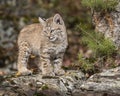 Bobcat kitten in Fall colors in Montana Royalty Free Stock Photo