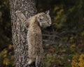 Bobcat kitten in Fall colors in Montana Royalty Free Stock Photo