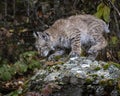 Bobcat kitten in Fall colors in Montana Royalty Free Stock Photo