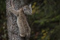 Bobcat kitten in Fall colors in Montana Royalty Free Stock Photo