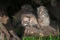 Bobcat Kittens Lynx rufus Look Left From Within Log Royalty Free Stock Photo