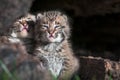Bobcat Kittens Lynx rufus Look Out Over Log Edge Royalty Free Stock Photo