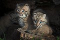 Bobcat Kittens Lynx rufus Peers Out from Log Royalty Free Stock Photo