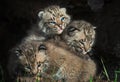 Bobcat Kittens Lynx rufus Pile Up Royalty Free Stock Photo