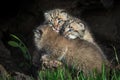 Bobcat Kittens Lynx rufus Piled Up in Log Royalty Free Stock Photo