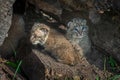 Bobcat Kittens Lynx rufus Turn in Log Royalty Free Stock Photo