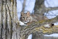 Bobcat laying on branch Royalty Free Stock Photo