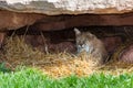 Bobcat Resting in a Den Royalty Free Stock Photo