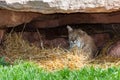 Bobcat Resting in a Den