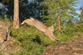 Bobcat leaping on rock Royalty Free Stock Photo