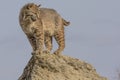 Bobcat on ledge