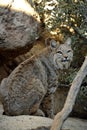 Bobcat Looking With Interest Back Behind Him