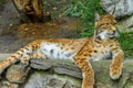 Bobcat lying on the rock Royalty Free Stock Photo