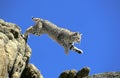 BOBCAT lynx rufus, ADULT LEAPING FROM ROCK, CANADA Royalty Free Stock Photo