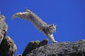 BOBCAT lynx rufus, ADULT LEAPING ON ROCK, CANADA Royalty Free Stock Photo