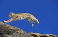 BOBCAT lynx rufus, ADULT LEAPING ON ROCKS, CANADA Royalty Free Stock Photo