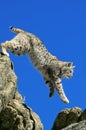 Bobcat, lynx rufus, Adult Leaping from Rocks, Canada Royalty Free Stock Photo