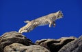 Bobcat, lynx rufus, Adult leaping on Rocks, Canada Royalty Free Stock Photo