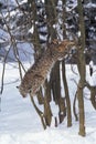 BOBCAT lynx rufus, ADULT LEAPING FROM TREE, CANADA Royalty Free Stock Photo