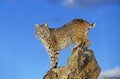 BOBCAT lynx rufus, ADULT STANDING ON ROCK, CANADA Royalty Free Stock Photo
