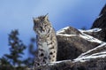 Bobcat, lynx rufus, Adult standing on Rock, Canada Royalty Free Stock Photo