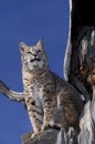 LYNX ROUX BOBCAT lynx rufus Royalty Free Stock Photo