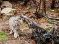 Bobcat Lynx rufus climbing with a log with forest background Royalty Free Stock Photo