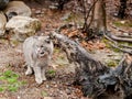 Bobcat Lynx rufus with a log with forest background Royalty Free Stock Photo