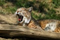 The bobcat Lynx rufus, also known as the red lynx, yawning lying down. Adult bobcat with open mouth. Portrait of a lynx with an