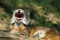 The bobcat The bobcat Lynx rufus, also known as the red lynx, yawning lying down. Adult bobcat with open mouth. Portrait of a