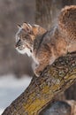 Bobcat (Lynx rufus) on Branch - Profile Royalty Free Stock Photo