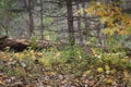 Bobcat Lynx rufus Camoflauged in Autumn Environment