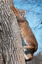 Bobcat (Lynx rufus) Climbs Down Tree Royalty Free Stock Photo