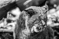 Bobcat Lynx rufus closeup licks face, black and white